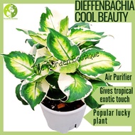 [Local Seller] Dieffenbachia Cool Beauty Houseplant Indoor Plant Pot Size 0.5 gal | The Garden Bouti