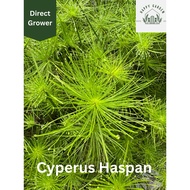 [HappyG(Live Plant/water plant)] - Cyperus haspan/dwarf papyrus/pond plant/water plant