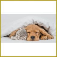 ♀ ∏ ♧ PRIMOZOLE FOR DOG & CAT (TRIMETHOPRIM SULFAMETHOXAZOLE) Respiratory, Urinary, Gastrointestina