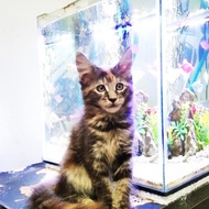 Kitten MaineCoon Asli No mix Garansi. Induk Ped CFA Maine Coon