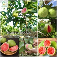 เมล็ดพันธุ์ฝรั่ง Guava Seeds Fruit Trees Seeds ต้นไม้หายาก ต้นผลไม้ บอนไซ ไม้ประดับ ต้นไม้แคระ พันธุ์ไม้ผล ต้นไม้ประดับ ต้นไม้มงคล ต้นไม้ฟอกอากาศ ต้นพันธุ์ผลไม้ เมล็ดดอกไม้ plants บรรจุ 100 เมล็ด คุณภาพดี ราคาถูก เมล็ดพันธุ์แท้ 100% ปลูกง่ายปลูกได้ทั่วไทย