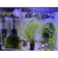 竹节草 guppy grass for fresh water aquarium