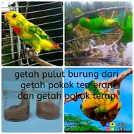 getah pulut burung serindit dan burung2 kecil yang lain