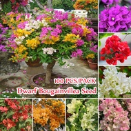 Dwarf Bougainvillea Seeds for Planting (100 Seeds Per Bag) Bougainvillea Flower Seed Potted Flowerin