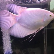 ikan gurame Padang ukuran nguku, INDUKAN SUPER