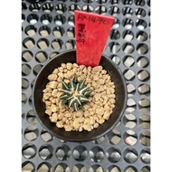 Augustfame - Ariocarpus kotschoubeyanus (2.5cm ) 黑牡丹 cactus succulent