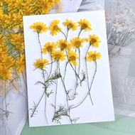 6-10cm,nature pressed Chrysanthemum,real Chamomile branches wholesale DIY drip glue phone case,nail art,face decoration,embossing flower materials