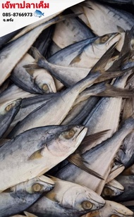 ปลาสีเสียด ไม่เค็มมาก ราคาถูก 250กรัม 300 กรัม 500กรัม 1กิโลกรัม มีทั้งปลาไซส์ใหญ่และกลาง ปลาสีเสียดตากแห้ง ของดีทะเลใต้ ส่งไว สะอาด อร่อย