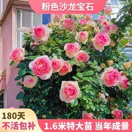 Linya【1.6M Large Seeding】Rose Seedling Limbing Rose Climbing Wall Extra Large Seedling Vines Everblooming