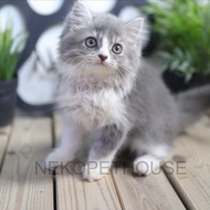 Mantab Persia Longhair Kitten Lucu Gemas Anak Kucing Persia Ready Ya