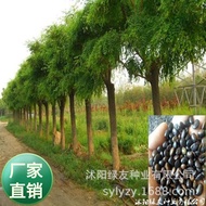 Wholesale Acacia Tree Seeds Acacia Seeds Acacia Seeds Acacia Screaming Acacia And Known Acacia Tree