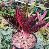 Tanaman hias aglonema red sumatra - aglonema red sumatra