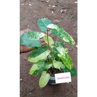 Raelphict Tanaman Hias Burlemarx variegata Jumbo Burlemark parata