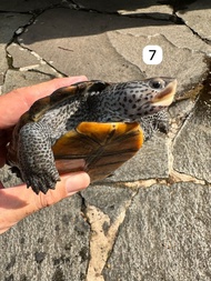 Kura Air DBT - Diamondback Terrapin Centrata