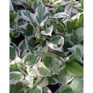 epipremnum njoy plant/money plant 白金葛 real live plant indoor p&lant