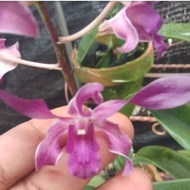 Anggrek Dendrobium Twist Dewasa
