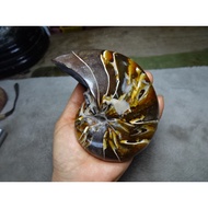 → 〈 Fossil Series 〉 Natural Madagascar All Jade Clear Parrot Snail 810g D991