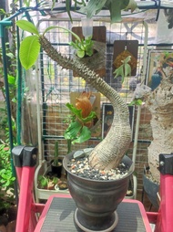 巴氏棒槌 塊根植物 可換漆樹 象足漆樹