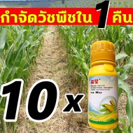 100% ฆ่าหญ้ารอบข้าวโพด ยาฆ่าหญ้าในข้าวโพด เข้มข้นสุดๆ รุ่นเข้มข้น 1 ขวด ผสมน้ำ 18-20 ลิตร ยาฆ่าหญ้าข้าวโพด ฆ่าหญ้ารอบข้าวโพด กำจัดวัชพืชเท่านั้น ไม่ทำลายข้าวโพด ยาฆ่าหญ้าไร่ข้าวโพด กำจัดหญ้าในไร่ข้าวโพด ยาฉีดหญ้าข้าวโพด ฆ่าหญ้าข้าวโพด ยาฆ่าหญ้า