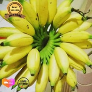 bibit pisang ulin.pisang berlin