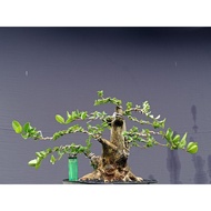 Sancang/Premna Micropylla bonsai bonsai material