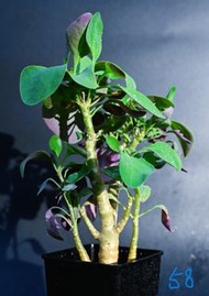 紫背美尻厚敦菊 Othonna triplinervia / 塊根植物 Caudex