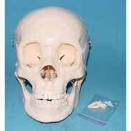 1: 1 Human Body Skull Model Human Body Skeleton Assembly Model Skull Skeleton
