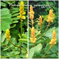pokok gelenggang besar