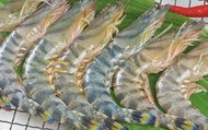 【台灣養殖--斑彩車海老-斑節蝦1包 (L/150g)】全國首張產銷履歷斑節蝦