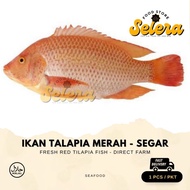 【SELERA】IKAN TALAPIA MERAH (1PCS)