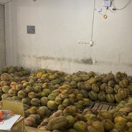 Terpercaya Durian Montong Palu Utuh Kmn05