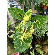 【TW668 】Alocasia Guinea Gold 916 Mother Plant live Plant