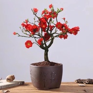 Original Double Petal Longevity Crown Begonia Tree Seedling Outdoor Cold-resistant Potted Flowering 