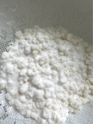 Milk kefir grains 奶克菲爾株 雪蓮箘種 益生菌