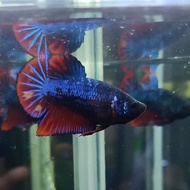 Ikan Hias/Cupang Avatar Gordon Nemo Fire Size M Siap Breed ReaL Pict