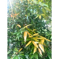 Syzygium myrtifolium/Eugenia Oleina/Outdoor Plants