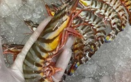 【澎湖海鮮直送 野生大明蝦 (600g/盒)】Q彈鮮甜蝦肉多 自家船隊捕撈就是鮮