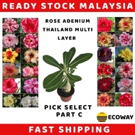 ⚡Rose Adenium Plant Thailand Multi Layer Pokok Kemboja (Pick Select Part C)