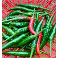 Benih Cili thailand/Cili Kampung/Cili Api