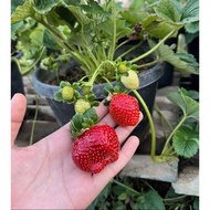 Anak Pokok Strawberry ID Mencir ( Tanah Rendah/Tanan Panas)