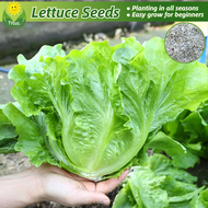 เมล็ดพันธุ์ ผักกาดหอม อิตาลี บรรจุ 100 เมล็ด Italian Lettuce Seeds Hydroponics Vegetable Seeds ผักสล