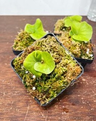 ridleyi silvery dwarf spore 銀葉侏儒亞猴 not TC