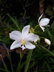 tanaman anggrek tanah bunga putih