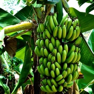 Benih Pisang Berangan,Beli 5 Percuma 1pokok