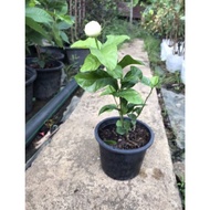 Pokok bunga melur susun harum wangi/ melur rose/ jasminum sambac grand duke tuscany