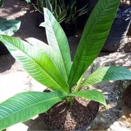 tanaman hias philodendron lynette-philo linet-tanaman udara