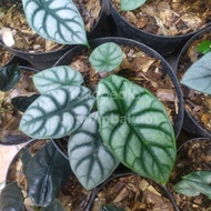 alocasia dragon silver || alokasia dragon silver