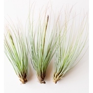 Airplant - Tillandsia Juncifolia