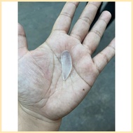 ❖ ❐ ✹ Mutya ng Linta na Clear pampaswerte