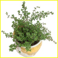 ♆ ✧ ☩ High quality seeds 50pcs Herb Garden Seed,Basil, Rosemary,Lemon Grass, Parsley,Thyme Seeds fo